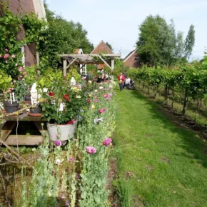 Wijngaard Schepershof