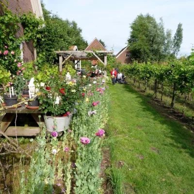 Wijngaard Schepershof